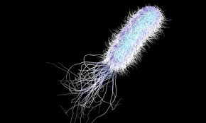 POSSIBLE MICROBIOTA IN COVID MRNA 'VACCINES' (DR. PABLO CAMPRA; QUINTA COLUMNA) - Fringe News